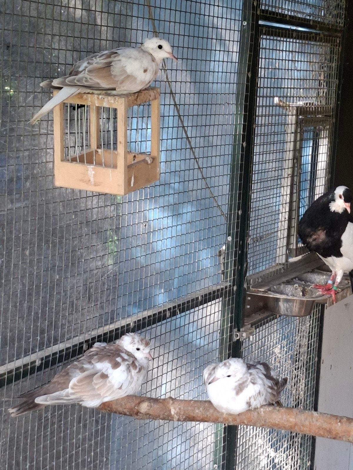 3 bonte tortelduifjes, Meerdere dieren, Overige soorten