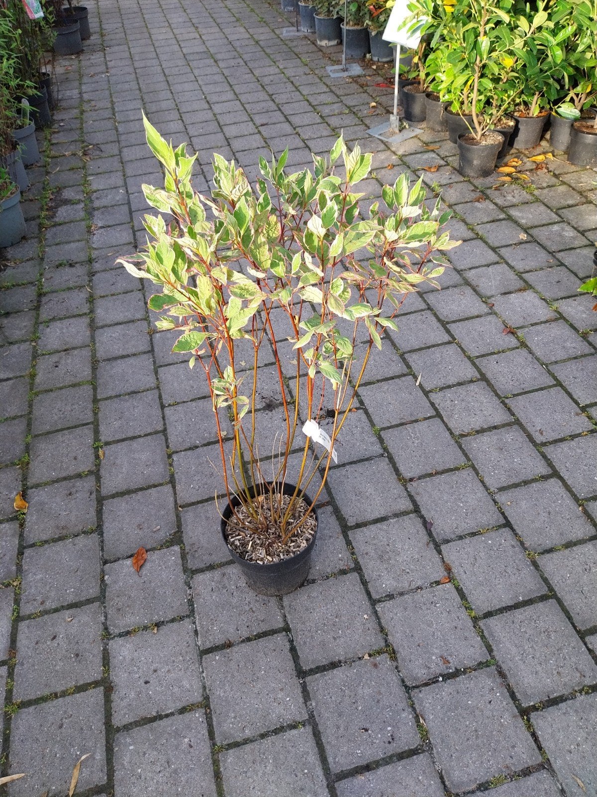 Cornus Alba 'Miracle' - Bonte kornoelje, Vaste plant, Halfschaduw, Lente, Ophalen
