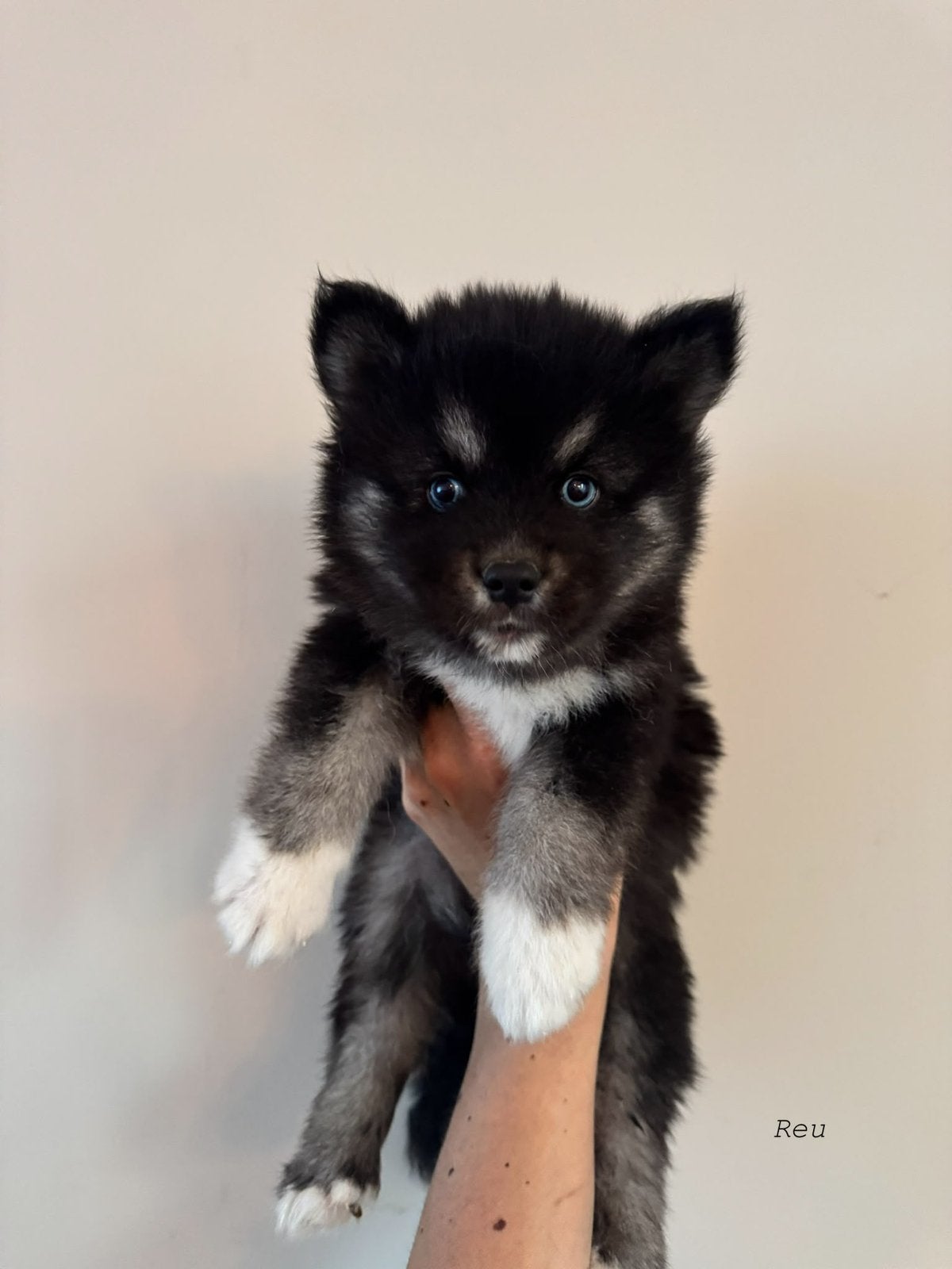 Prachtige pomsky pups mogen bijna verhuizen, Dieren en Toebehoren, 8 tot 15 weken, Poolhond, Meerdere, Meerdere dieren