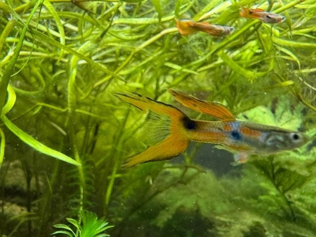 water vissen, Dieren en Toebehoren, Vis, Zoetwatervis