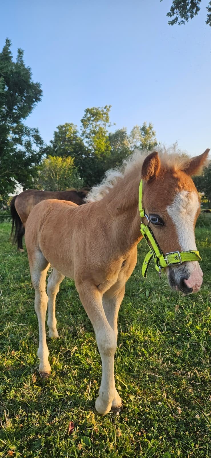 Nmprs hengstje te koop, Dieren en Toebehoren, Niet van toepassing, 0 tot 2 jaar, Hengst, A pony (tot 1.17m)