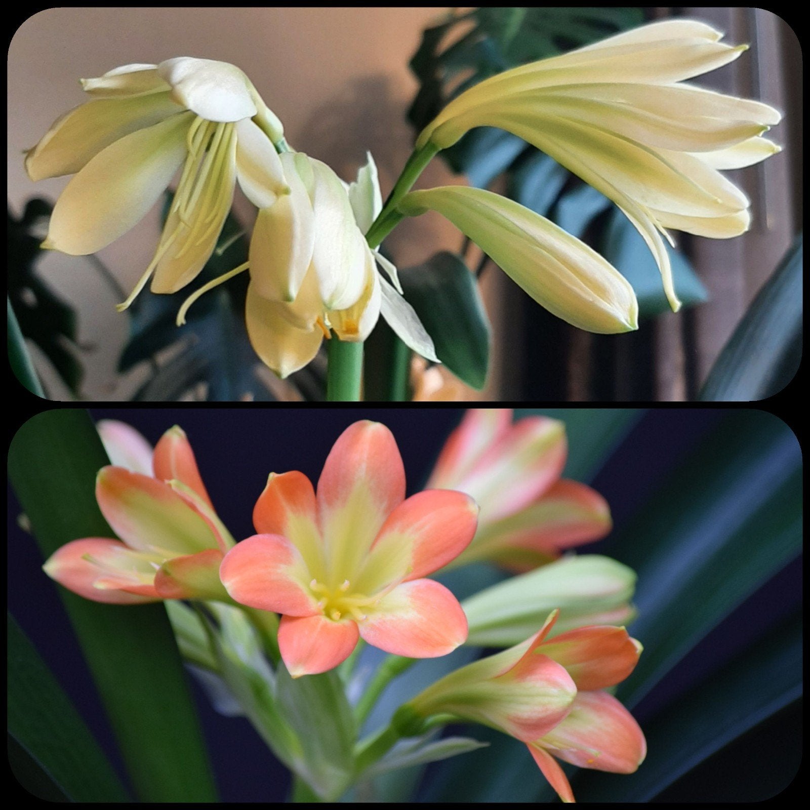 Clivia kruising Lime 'n Cream Waltz x Lime 'n Orange., Bloeiende kamerplant, Ophalen of Verzenden, Volledige schaduw, Minder dan 100 cm