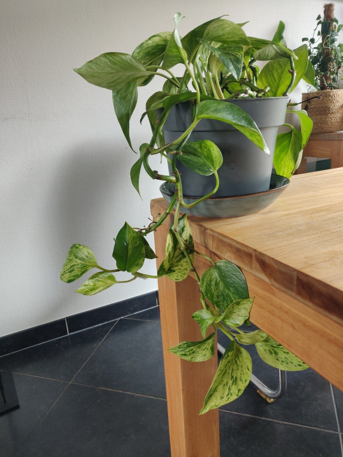 Hangplant "drakenklimop", Huis en Inrichting, Kamerplanten, Groene kamerplant, Ophalen, Overige soorten