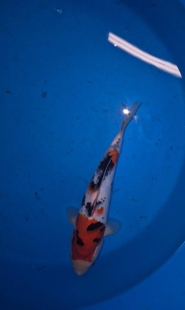 Mooie Sanke, Karper of Koi