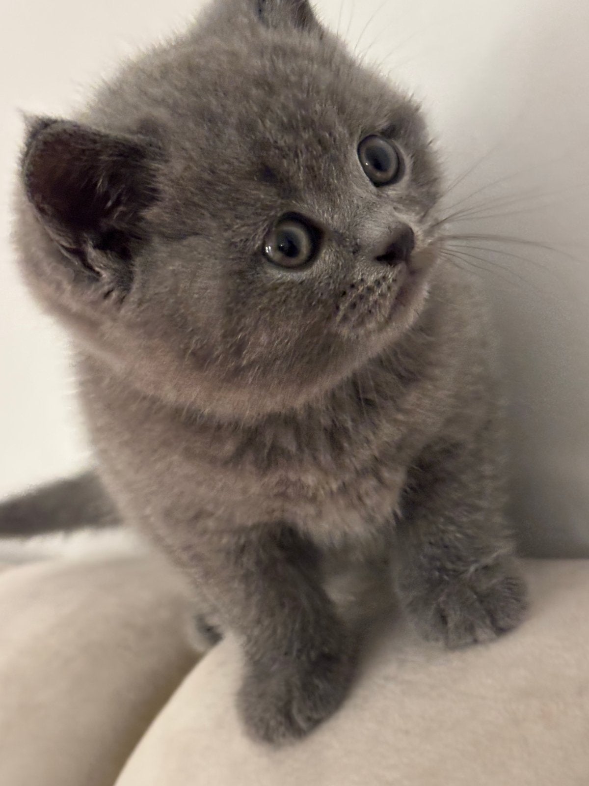 Briste korthaar kitten, Kater