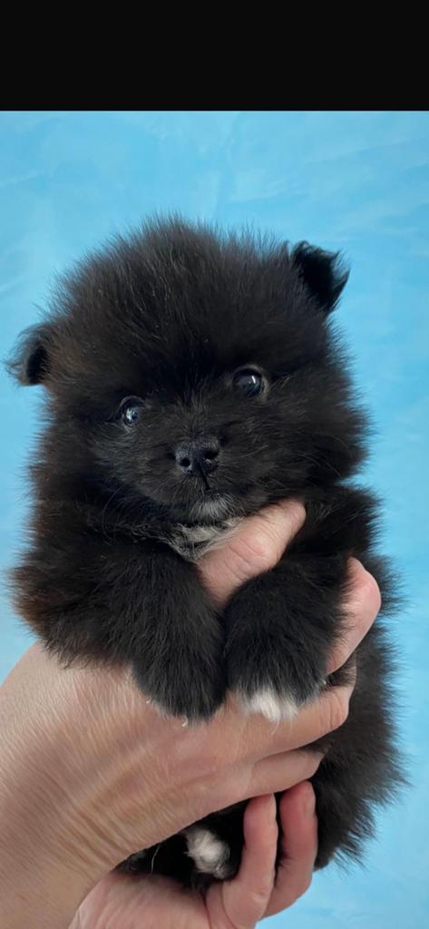 5 Prachtige pomeriaan/dwergkees pups.️🩵🩷, Overige rassen, 8 tot 15 weken, Parvo, Meerdere