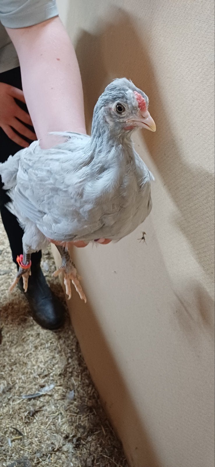 Lavender british araucana haantjes, Mannelijk, Kropper