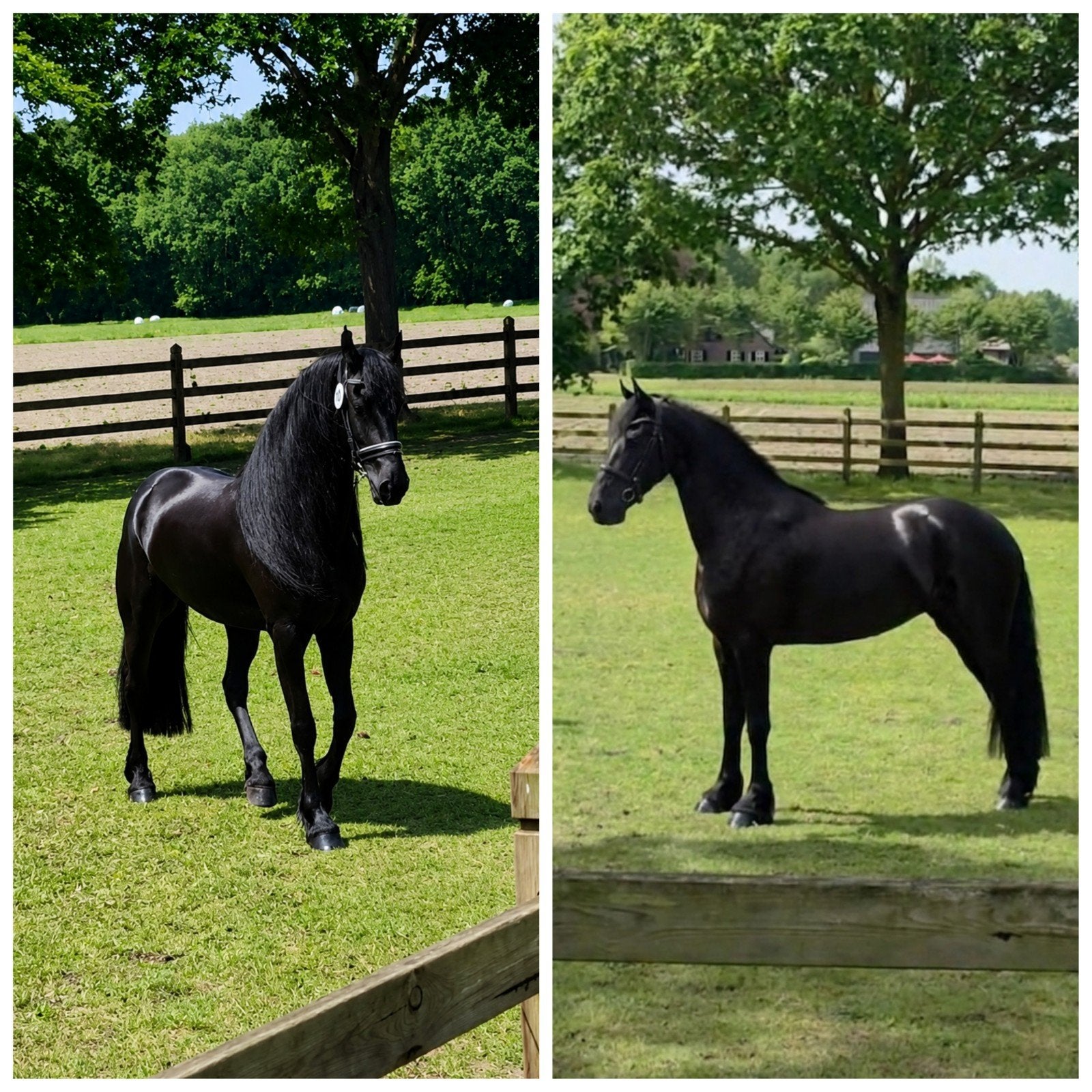 Prachtig koppel Friese merries; Topafstamming en correct, Dieren en Toebehoren, Paarden, Merrie, Met stamboom, Dressuurpaard, 3 tot 6 jaar