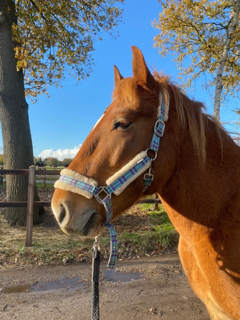 Lief 'projectpaard' zoekt nieuw huis (huidig Nijmegen), Dieren en Toebehoren, Paarden, Minder dan 160 cm, Ruin, Zadelmak, 7 tot 10 jaar