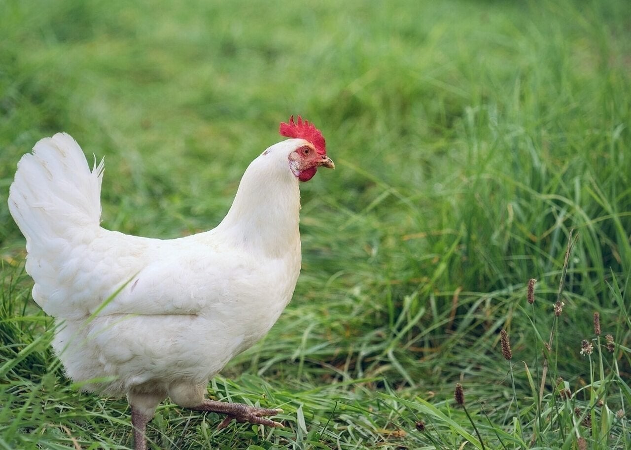 3 Lohman hennen / kippen, Dieren en Toebehoren, Pluimvee, Vrouwelijk, Kip