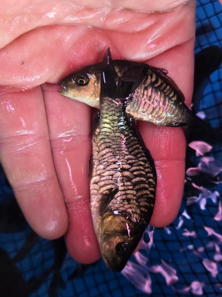 Prachtige Volschub Spiegelkarpers 8 - 10 cm / Koidreams, Karper of Koi