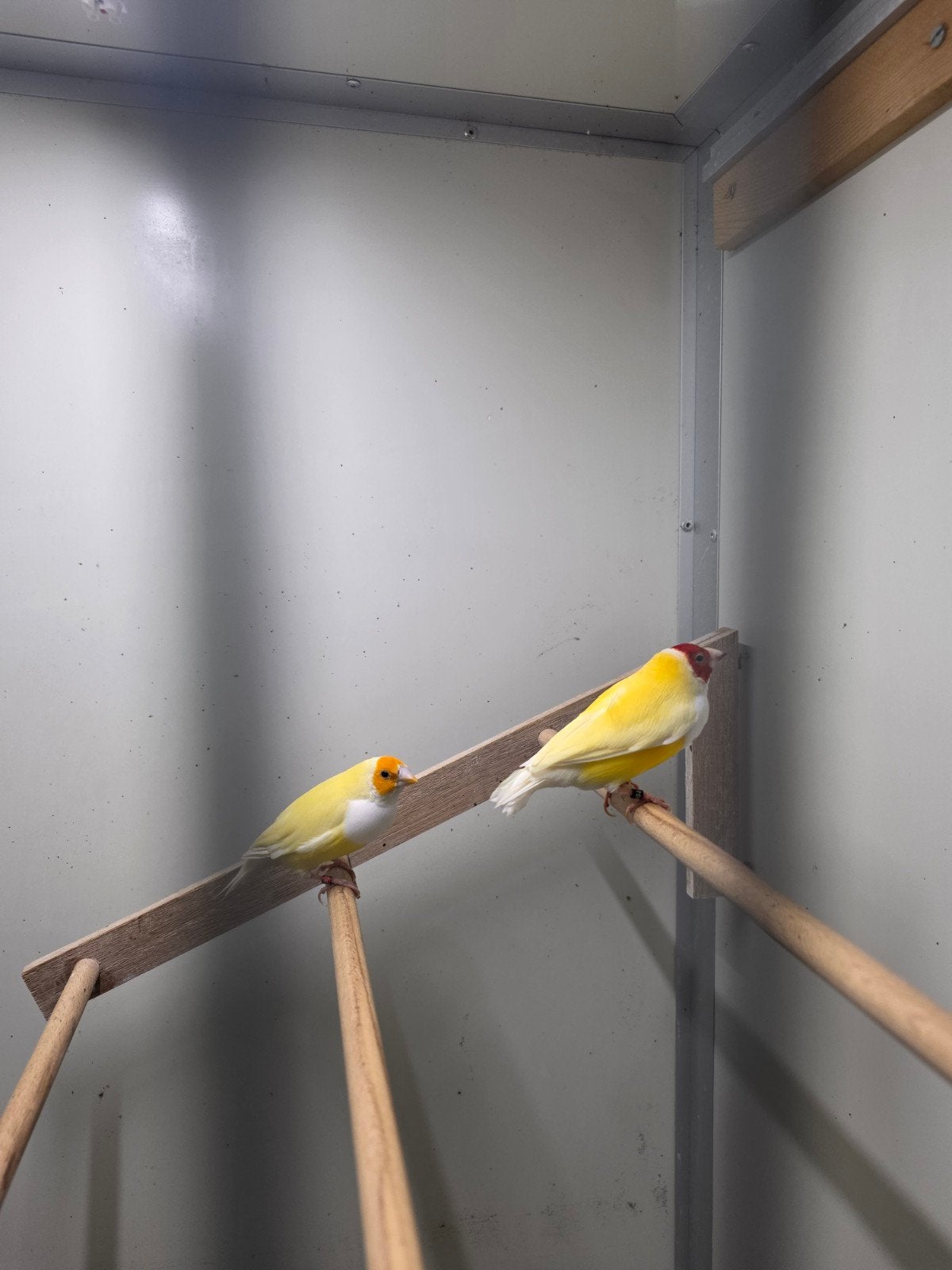 koppel gouldamadine, Meerdere dieren, Parkiet, Geringd