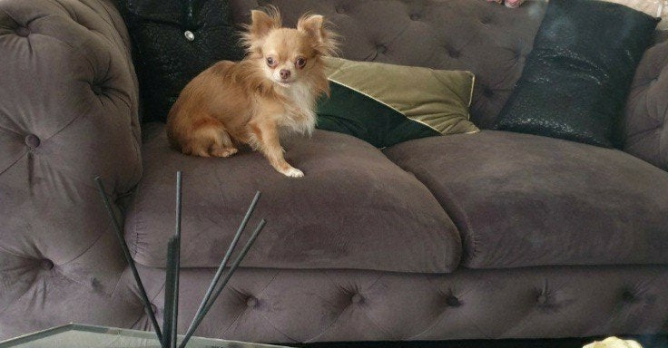 raszuivere t cup chihuahua dekreutje, Dieren en Toebehoren, Reu, 1 tot 2 jaar, Eén hond, Chihuahua