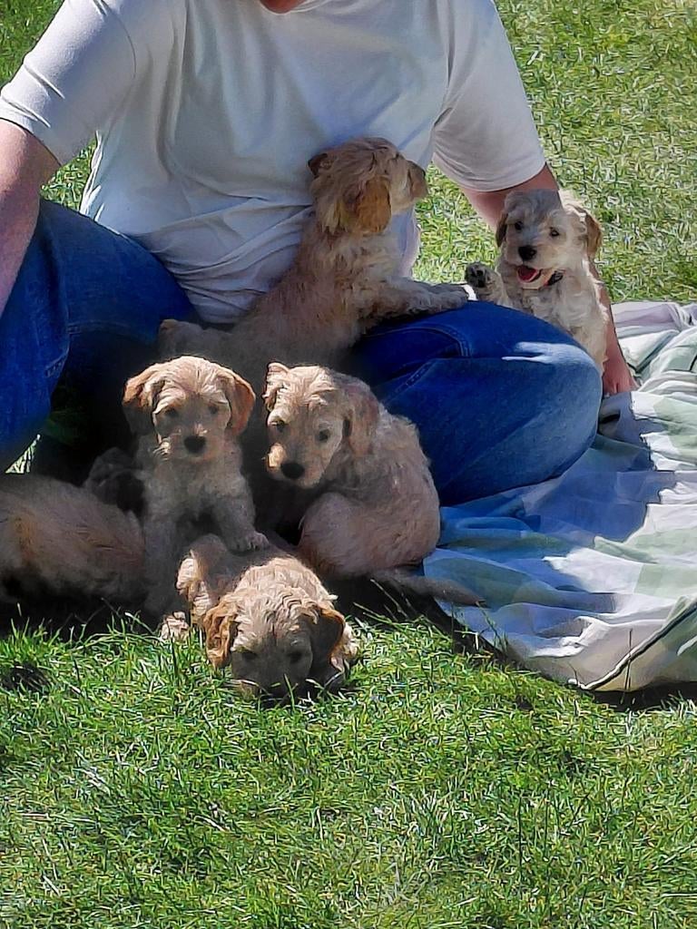 Kruising Labradoodle pups, Dieren en Toebehoren, Parvo, Overige rassen, 8 tot 15 weken, Meerdere