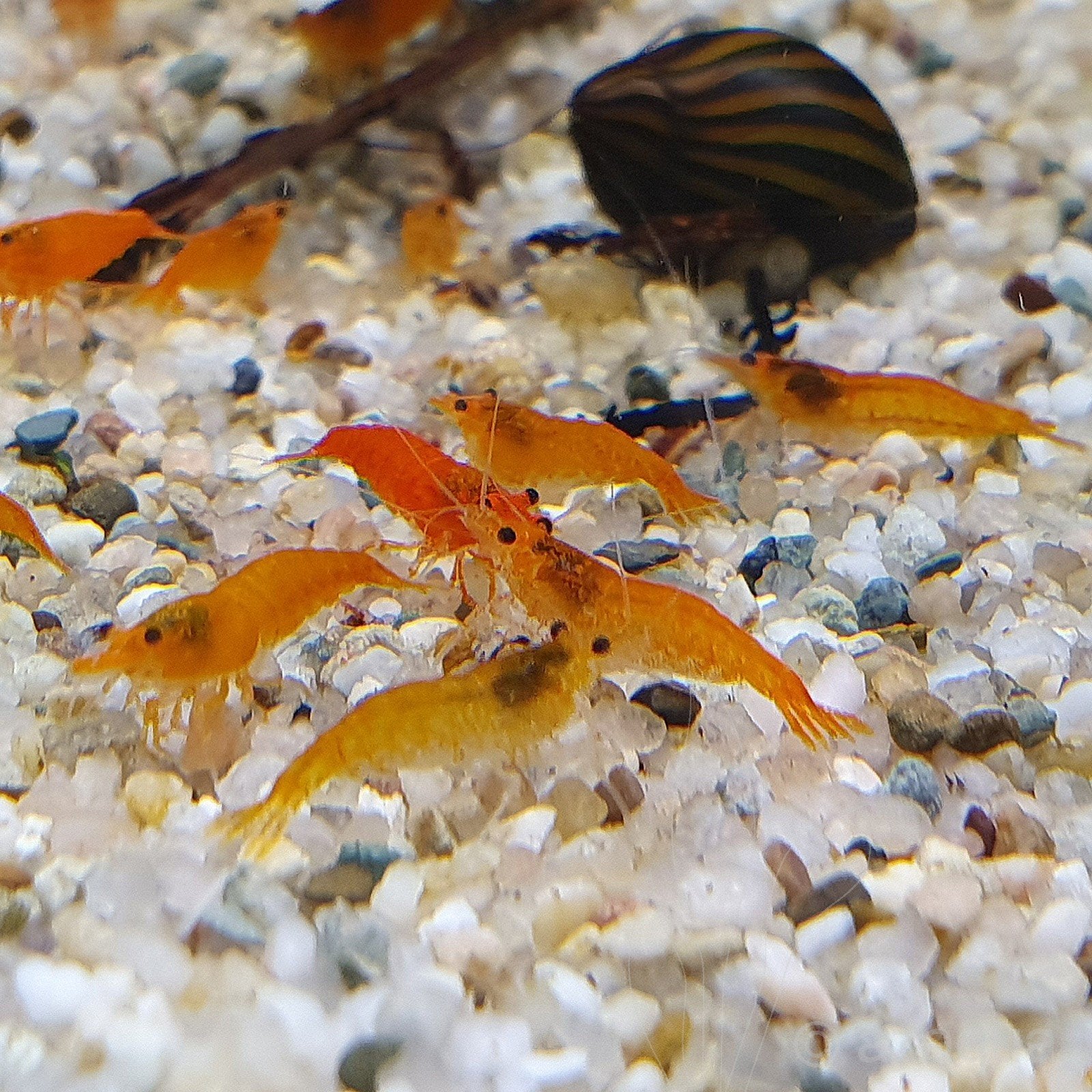 Aquariumgarnalen – gezonde eigen kweek, Dieren en Toebehoren, Vissen | Aquariumvissen, Kreeft, Krab of Garnaal