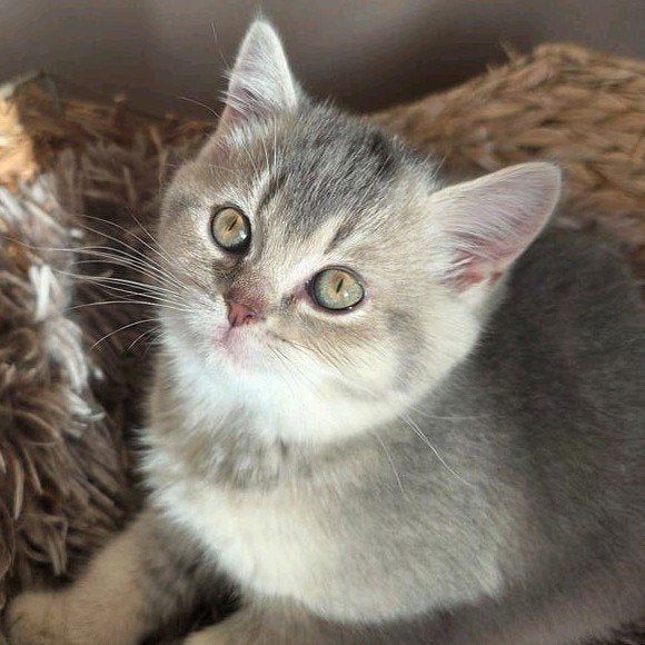 Prachtige Britse Korthaar Blue Golden Shaded poesje kitten🩷, Dieren en Toebehoren, Poes, Gechipt, 0 tot 2 jaar