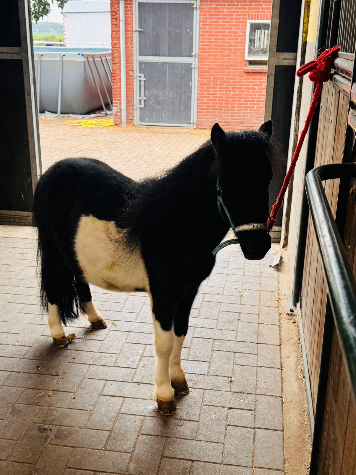 🩵Leuk zwart bont mini ruintje🩵, Gechipt, Ruin, Niet van toepassing, A pony (tot 1.17m)