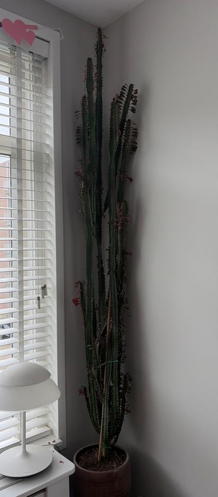 Grote Euphorbia Trigona Cactus (excl. pot!), 200 cm of meer, Ophalen of Verzenden, In pot, Cactus
