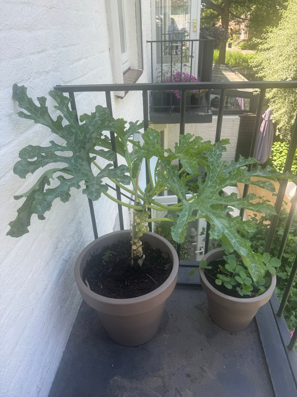 Courgetteplant met meerdere courgettes (incl. pot), Ophalen, Volle zon, Groenteplanten, Eenjarig