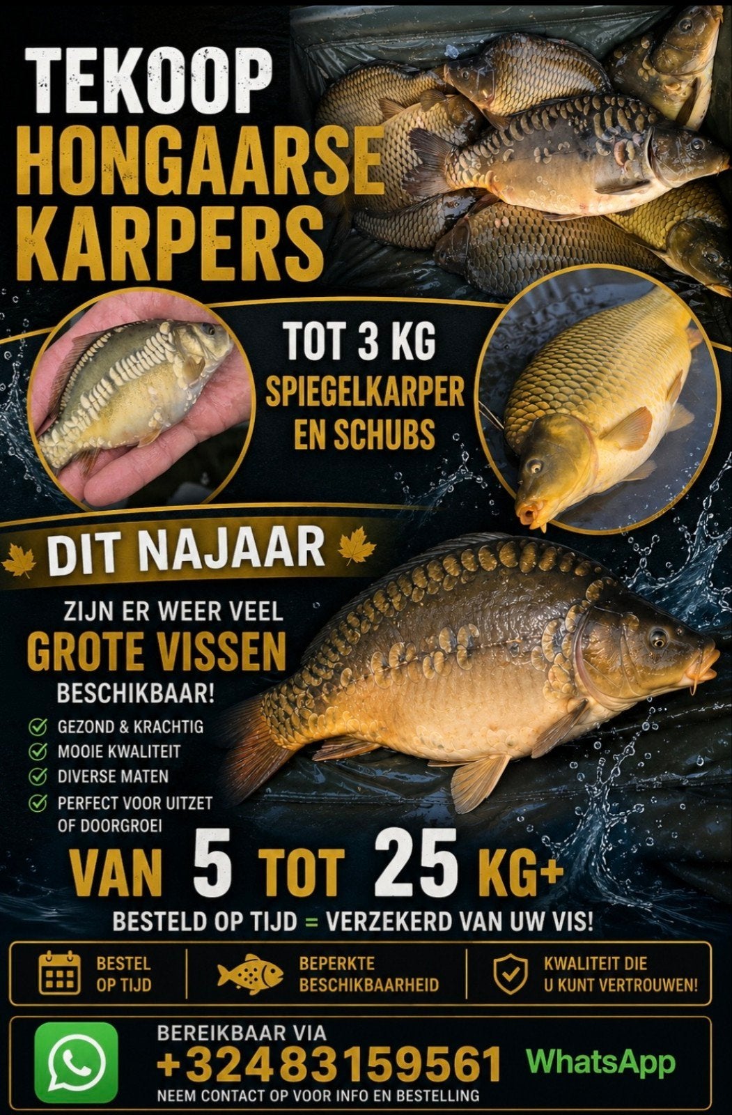 Hongaarse karper vanaf vanaf 3 euro per stuk