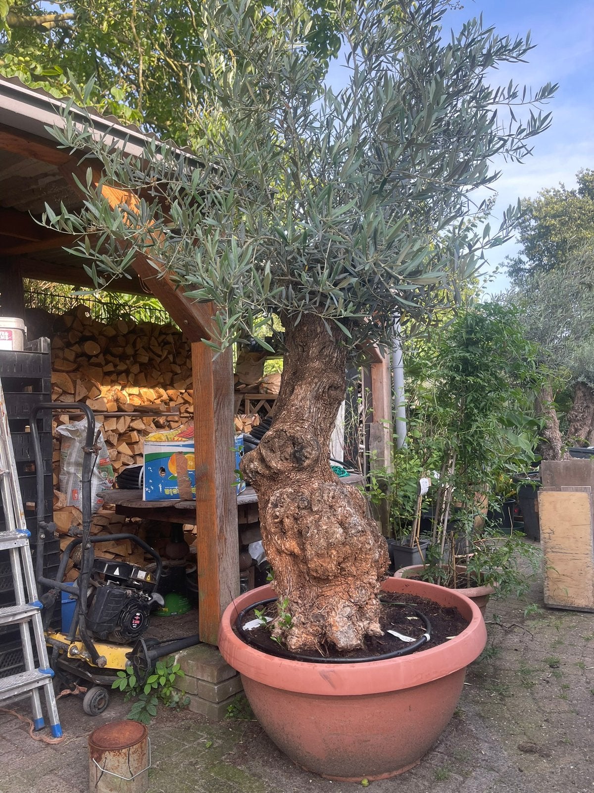 Te koop aangeboden oude olijfboom (Olea europaea) in t-bowl, Bloeit niet, Ophalen of Verzenden, 100 tot 250 cm, Olijfboom