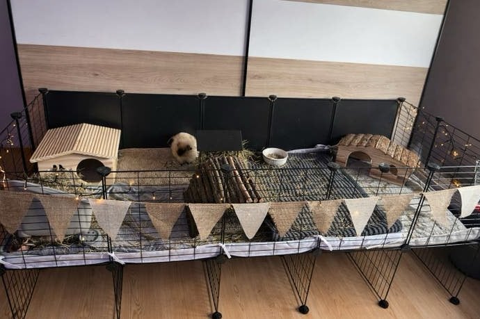 Twee lieve langharige beertjes zoeken een nieuw thuis, Dieren en Toebehoren, Cavia, Mannelijk, December, Tam