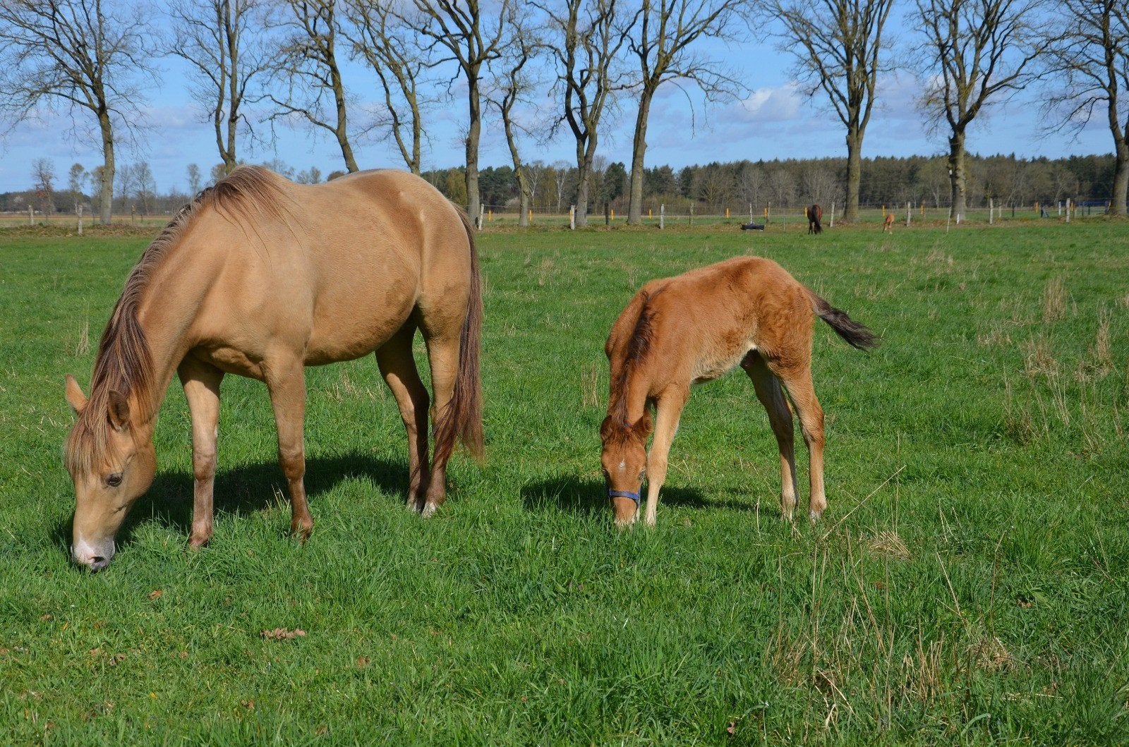Amber Champagne Quarter Horse Hengstveulen, Dieren en Toebehoren, Paarden, Met stamboom, Niet van toepassing, 0 tot 2 jaar, Hengst