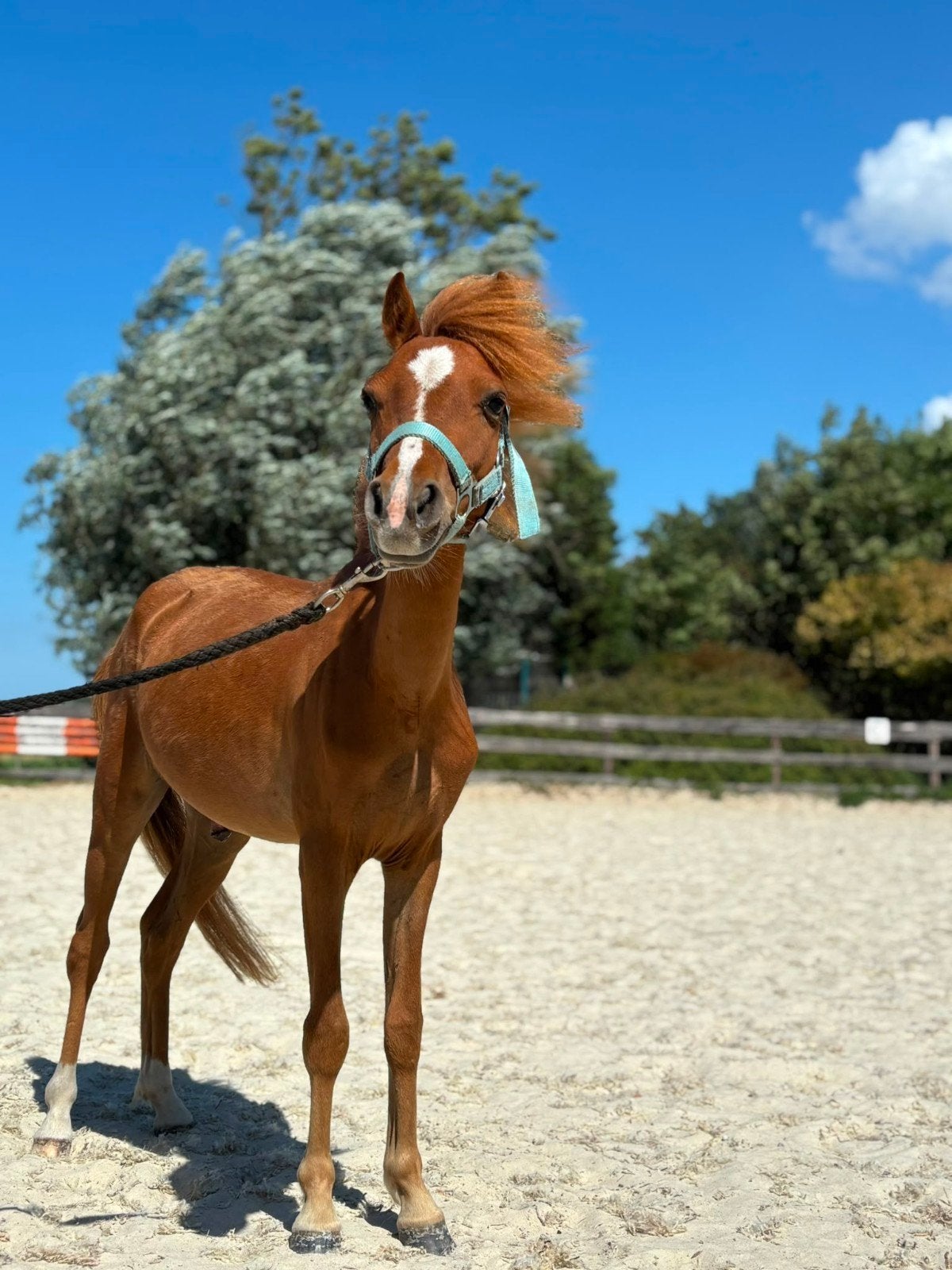 NMP pony vosje, Dieren en Toebehoren, Pony's, Ruin, A pony (tot 1.17m), Gechipt, 0 tot 2 jaar