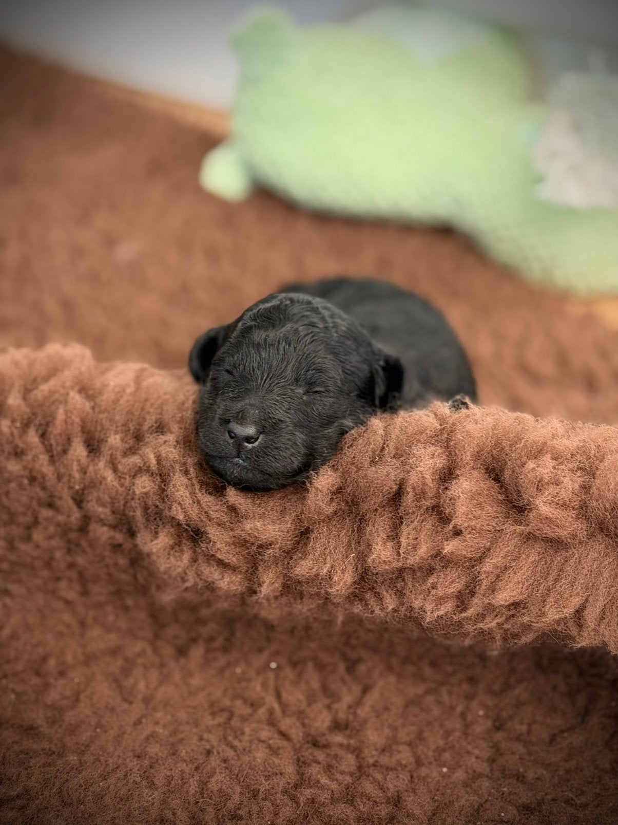 Mini (Australian) labradoodle pups 🐾, Dieren en Toebehoren, Honden | Retrievers, Spaniëls en Waterhonden, Parvo, Overige rassen