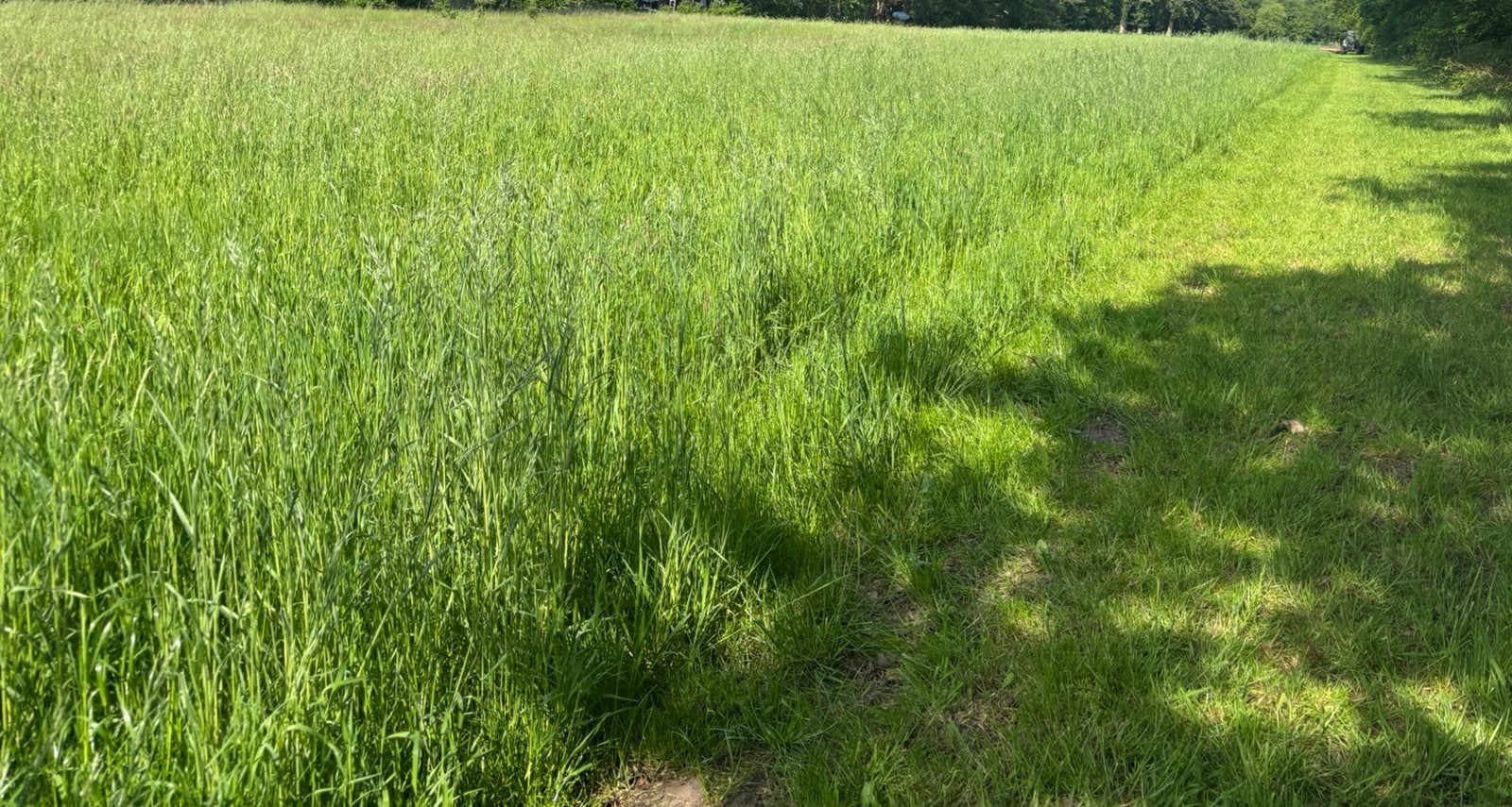 Grasland weiland gezocht gras op stam gevraagd weide hooi, Dieren en Toebehoren, Ophalen