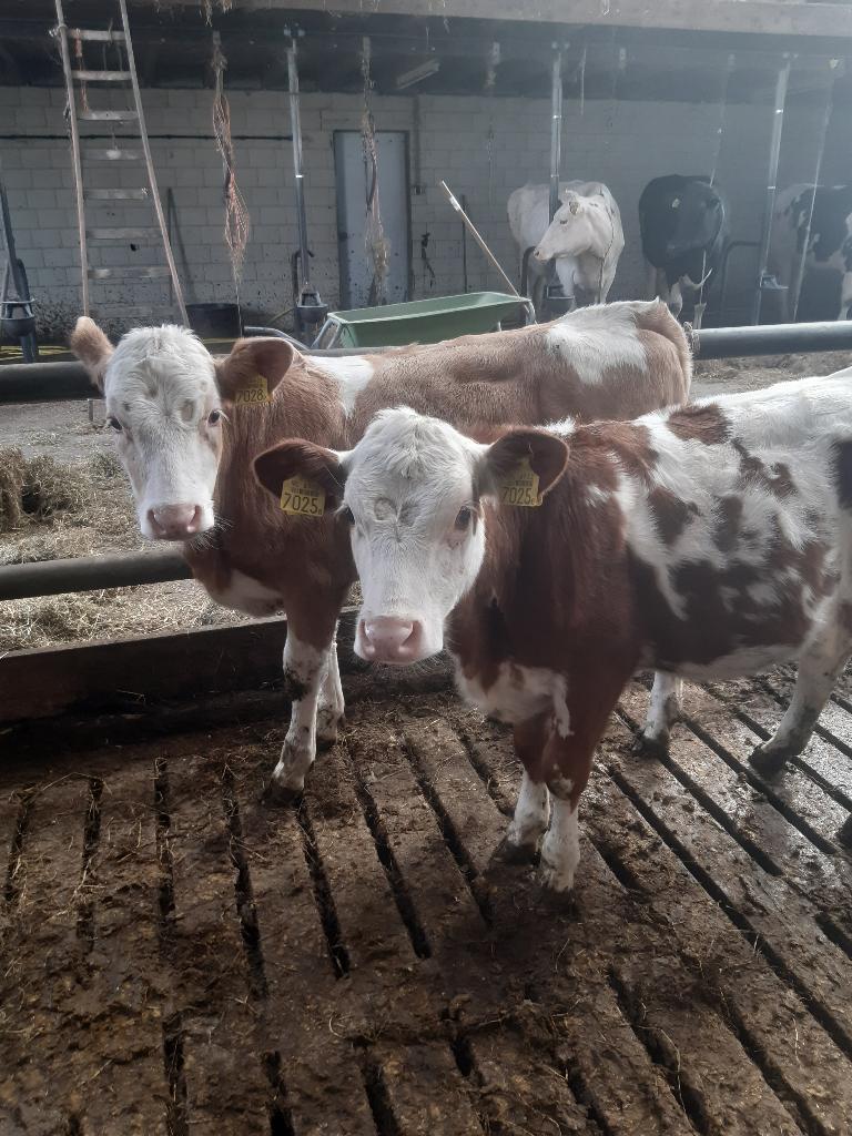 Fleckvieh en Holstein pinken, Dieren en Toebehoren, Runderen, Vrouwelijk, 0 tot 2 jaar