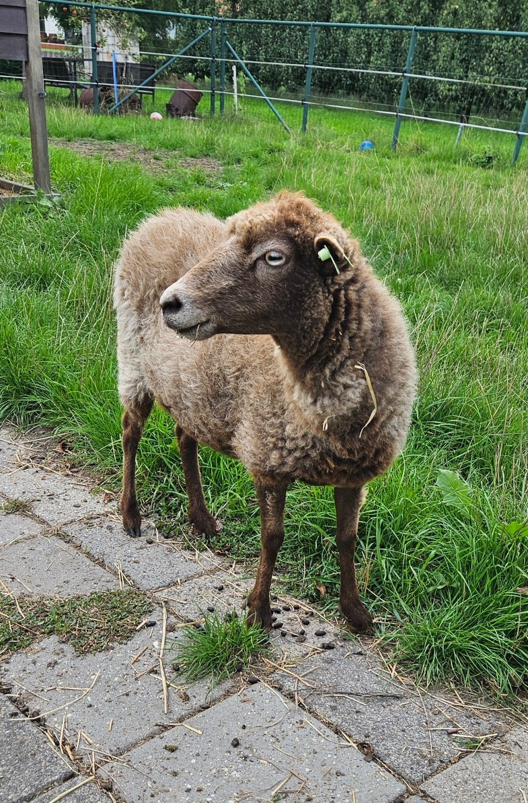 Ouessant ooi, Dieren en Toebehoren, Vrouwelijk, Schaap