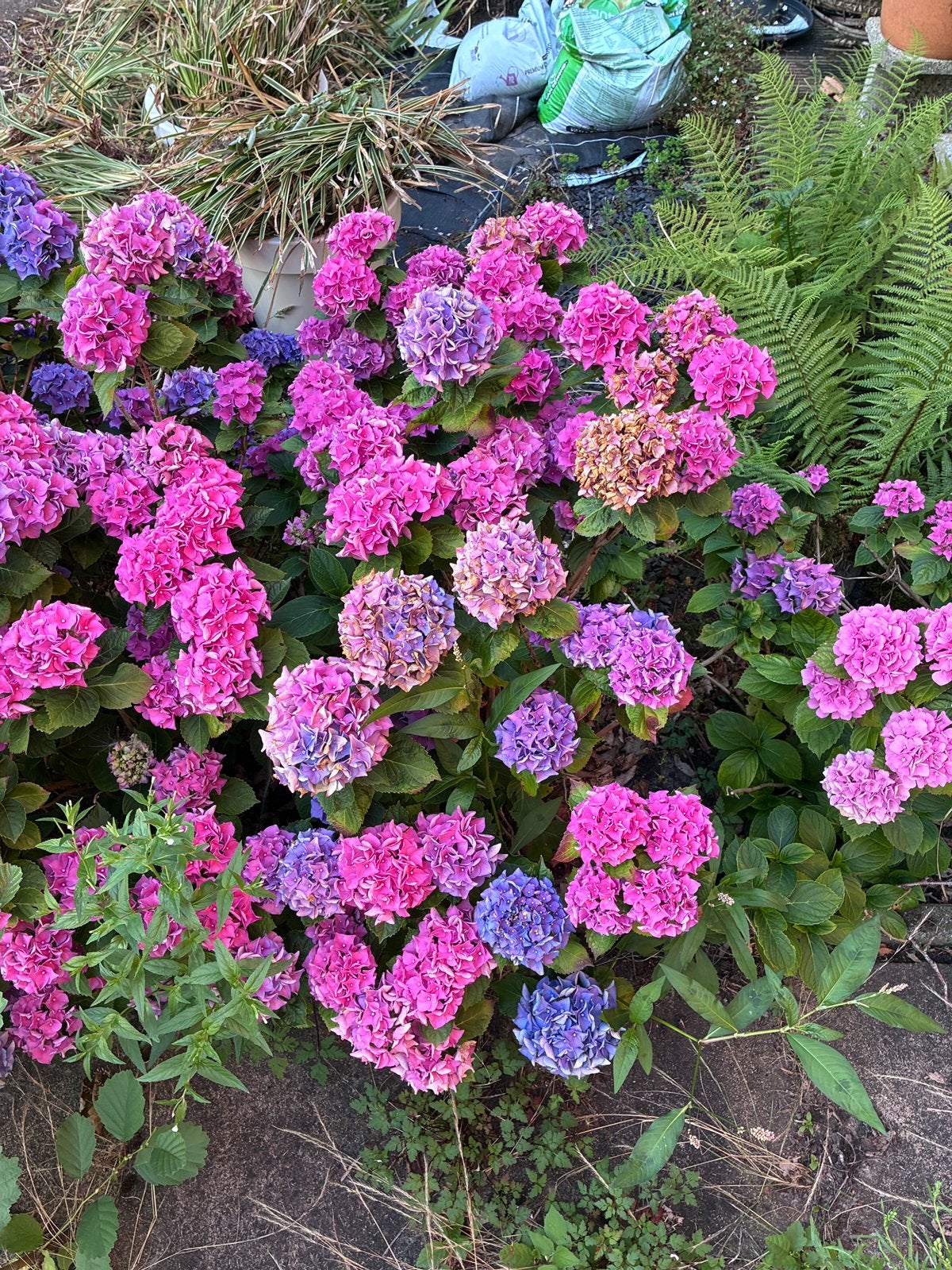 Vijf hortensia’s in roze en paars, Volle zon, Vaste plant, Zomer, Ophalen