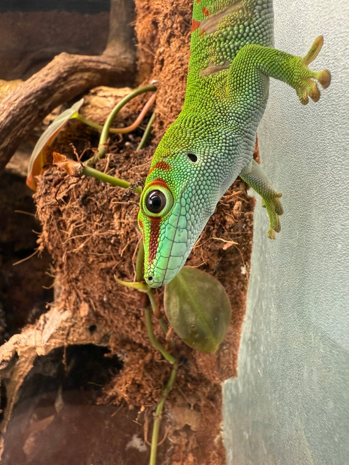 1.0 phelsuma grandis, Dieren en Toebehoren, Reptielen en Amfibieën, Slang, 0 tot 2 jaar