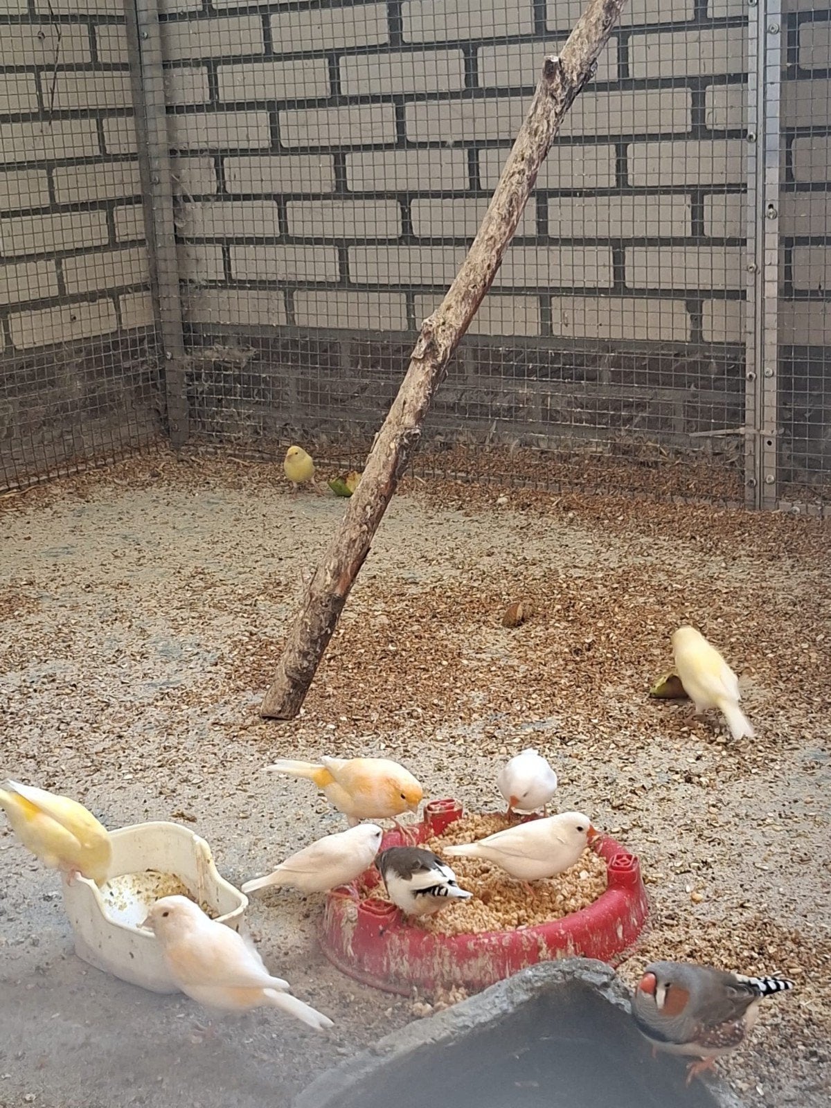 mooie kanaries, Meerdere dieren, Eend