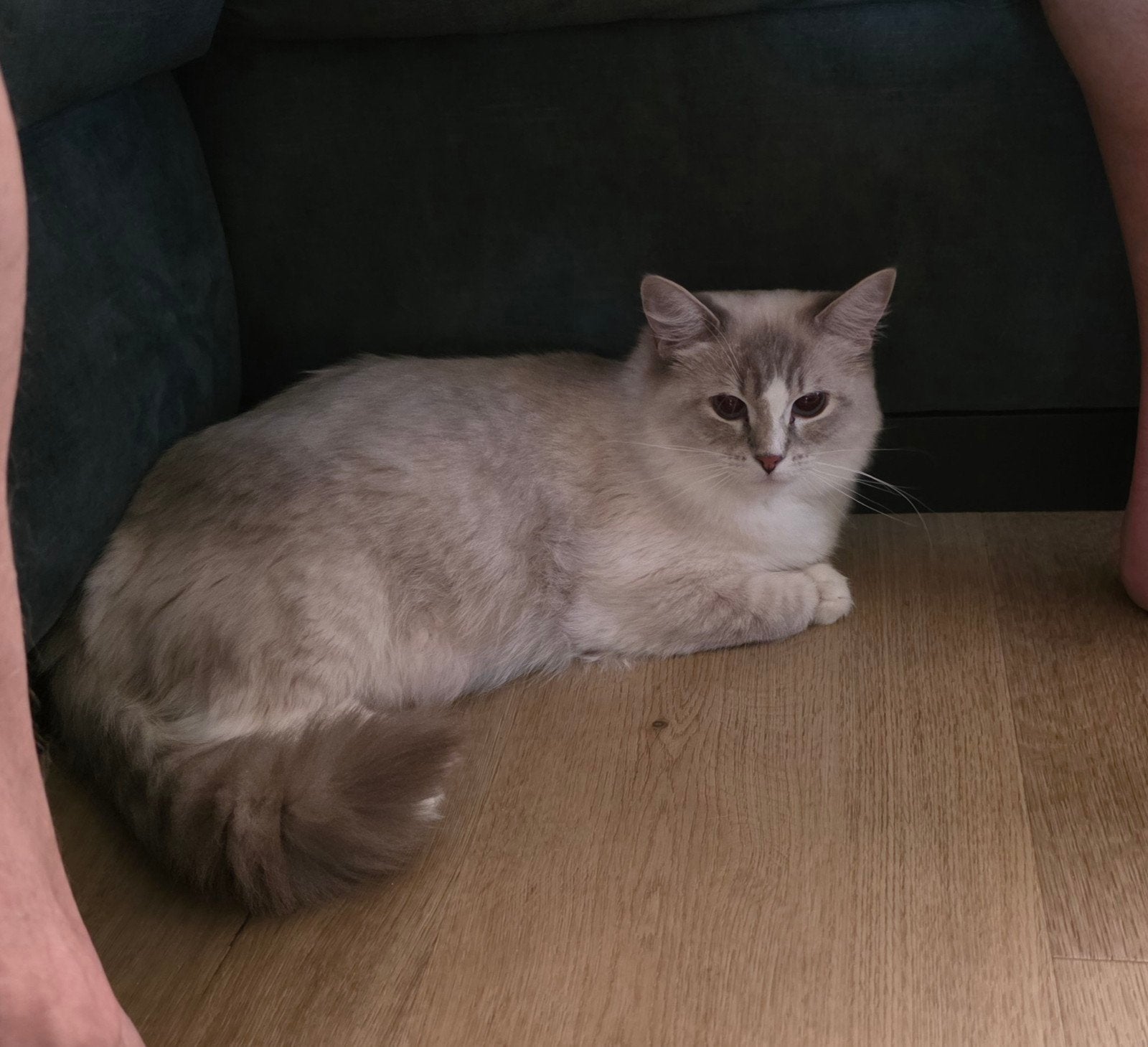 Ragdoll kittens, Dieren en Toebehoren, Meerdere dieren, Gechipt, 0 tot 2 jaar
