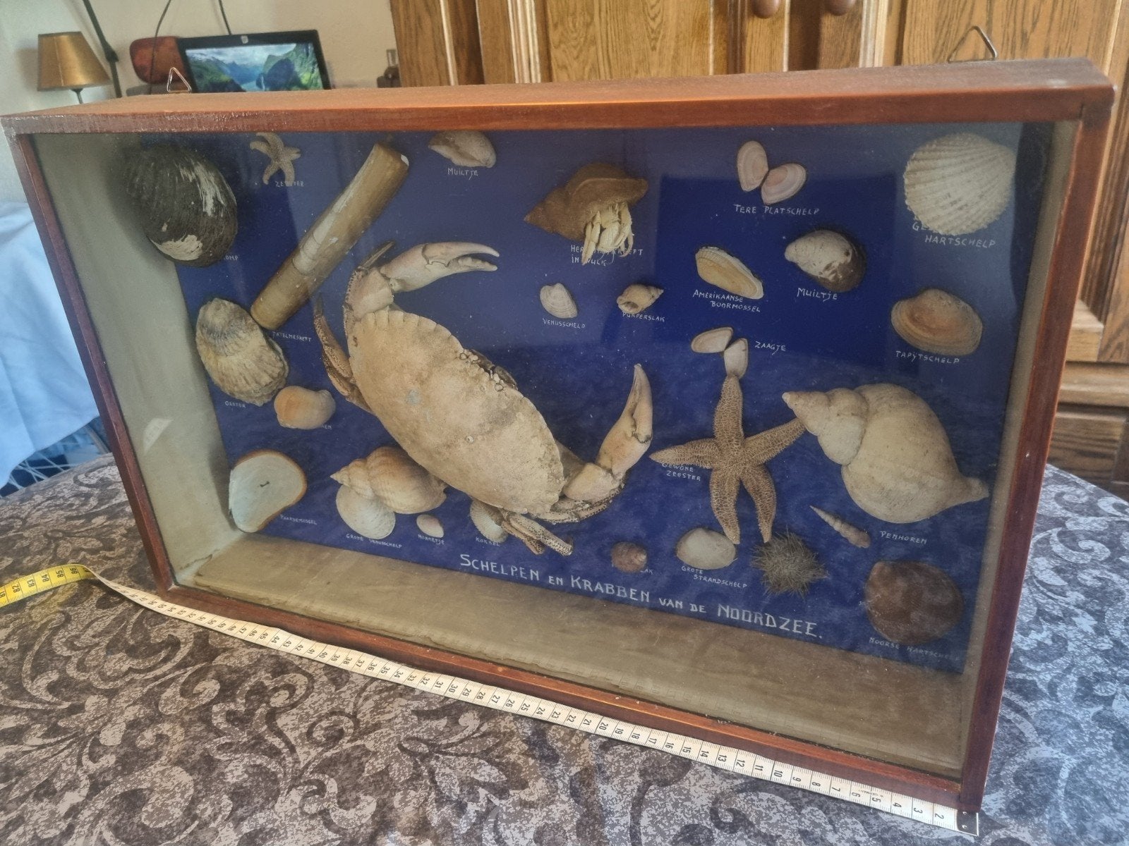 vintage krab en schelpen collage vitrine school lesmateriaal, Ophalen, 50 tot 75 cm, Schilderij