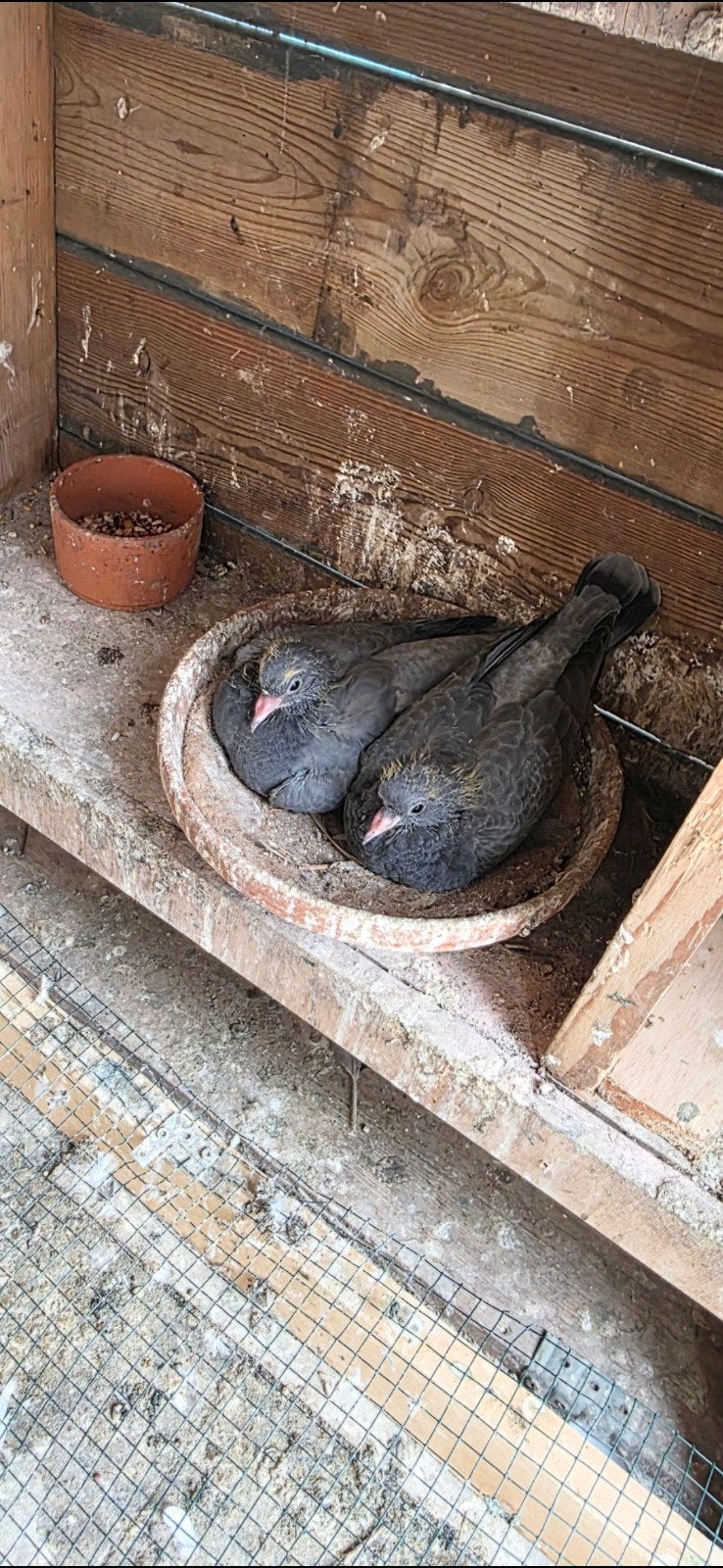 Takla kopil lang vliegen. Goed spelen.
Met twee jonkjes, Dieren en Toebehoren, Vogels | Duiven