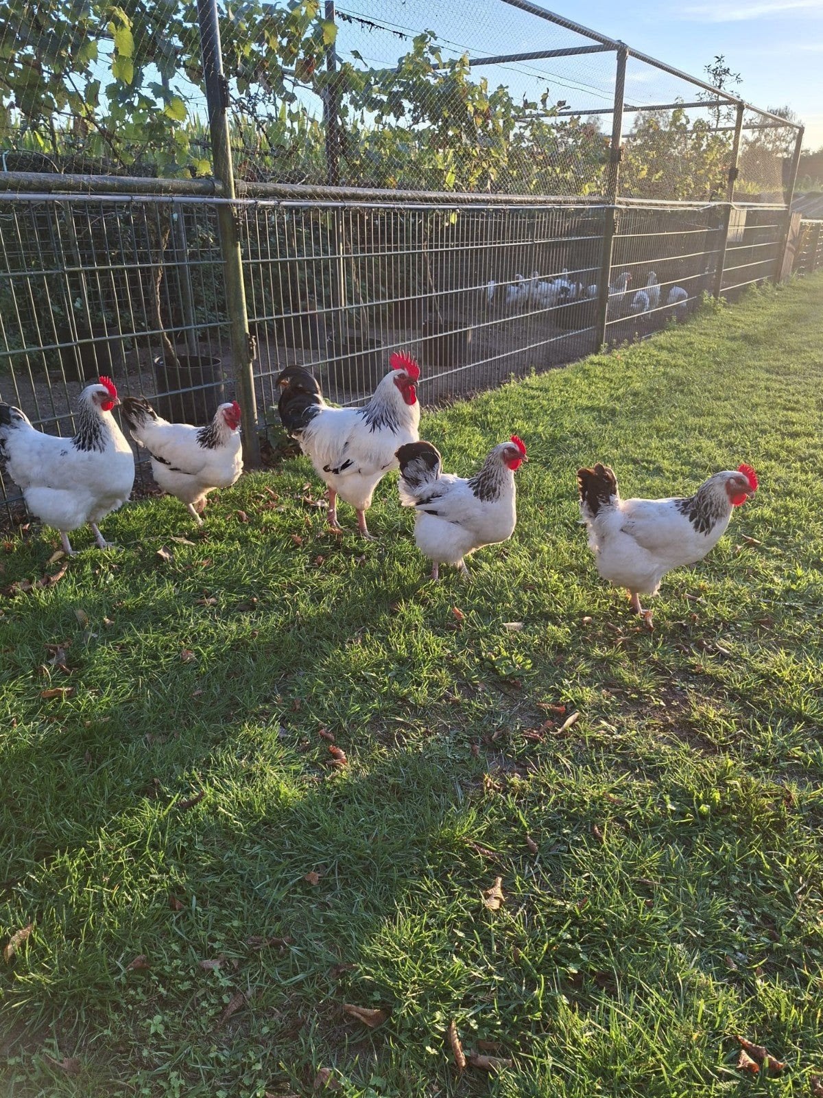 Sussex columbia hanen te koop, Dieren en Toebehoren, Mannelijk, Kip