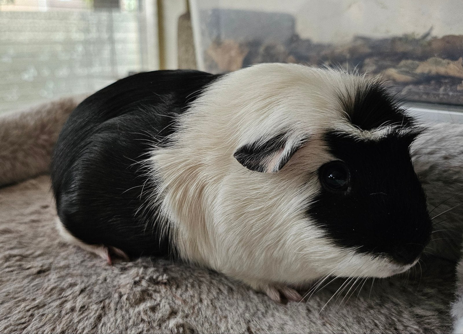 Vrouwelijke cavia, Cavia, April, Vrouwelijk, Tam