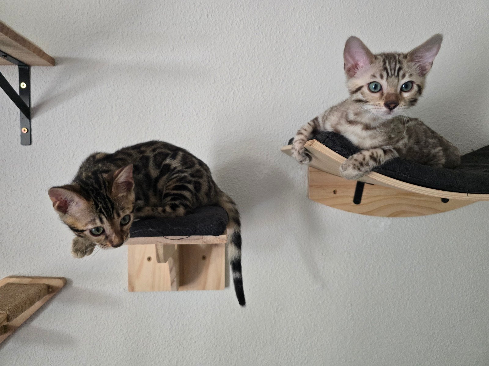 Bengaalse kitten, 100% bengaal. mogen verhuizen!, Dieren en Toebehoren, Katten en Kittens | Raskatten | Korthaar, Meerdere dieren