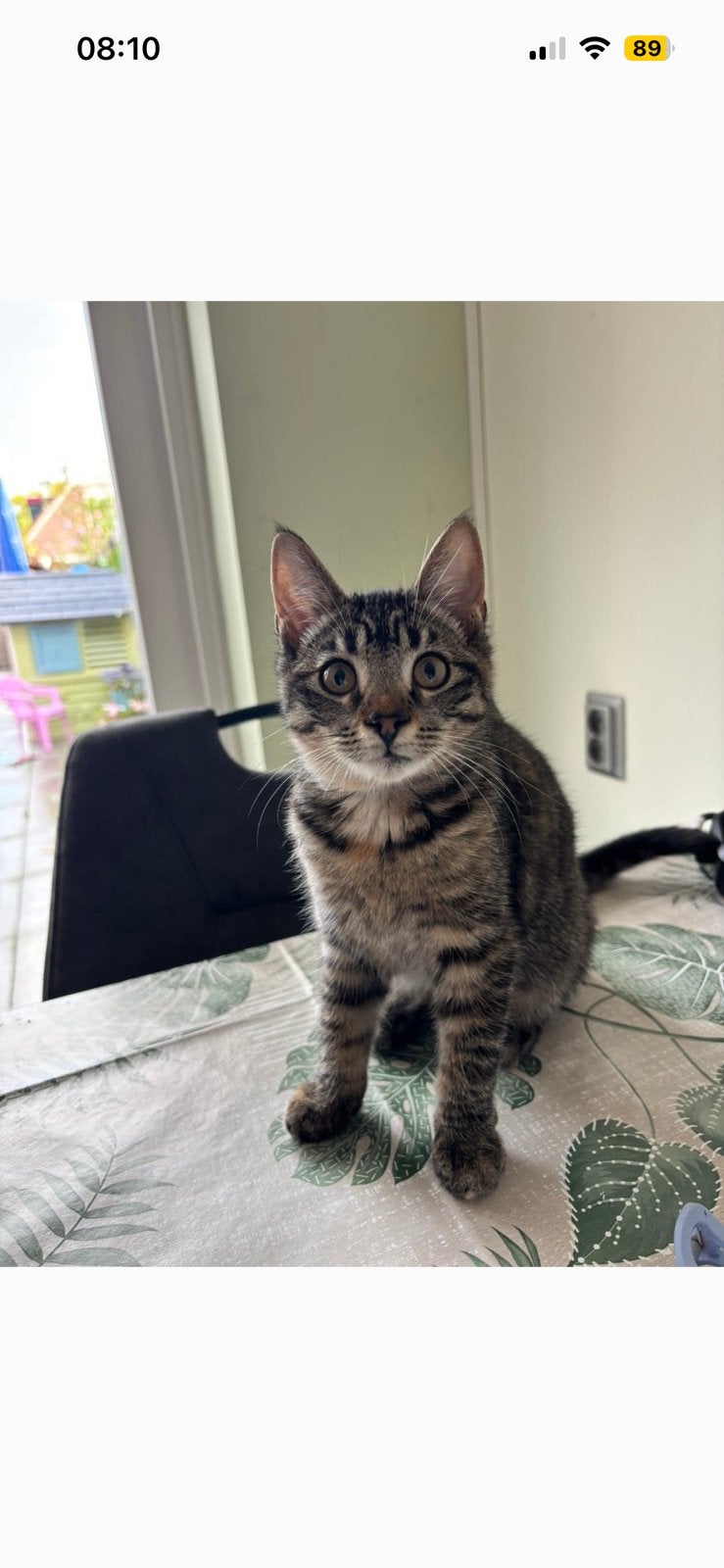 Kitten kruising Britse korthaar X Noorse boskat, Poes, Ontwormd
