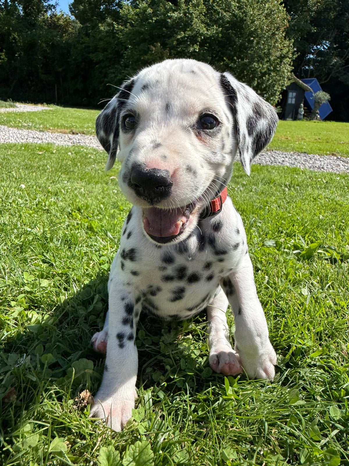 Menselijk karakter ->  lieve Dalmatiër pups beschikbaar, Dieren en Toebehoren, Overige rassen, 8 tot 15 weken, Meerdere, Meerdere dieren