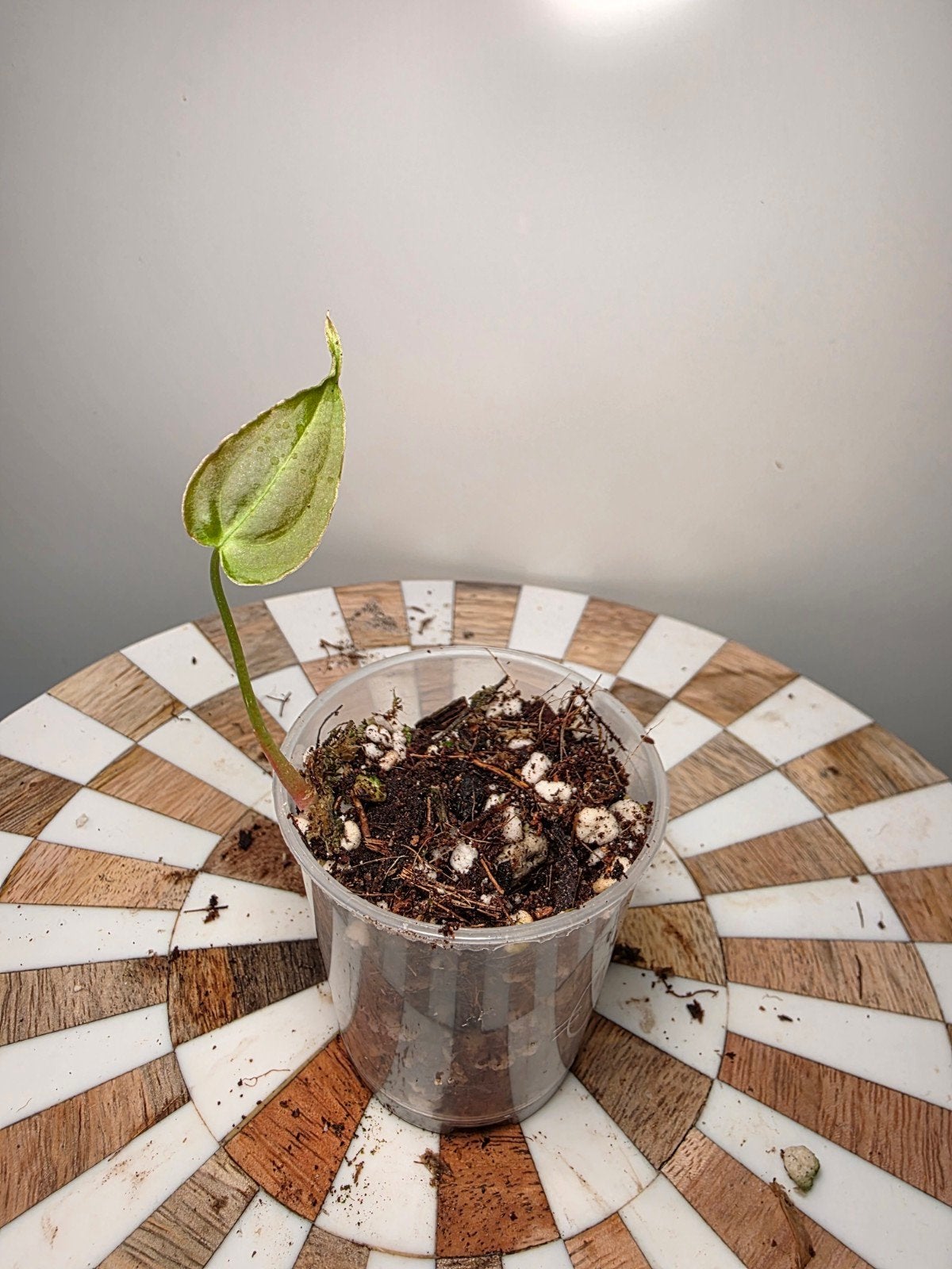 Anthurium Blue Papillilaminum x Forgetti Dark Form, Eén persoon, Cadeaubon