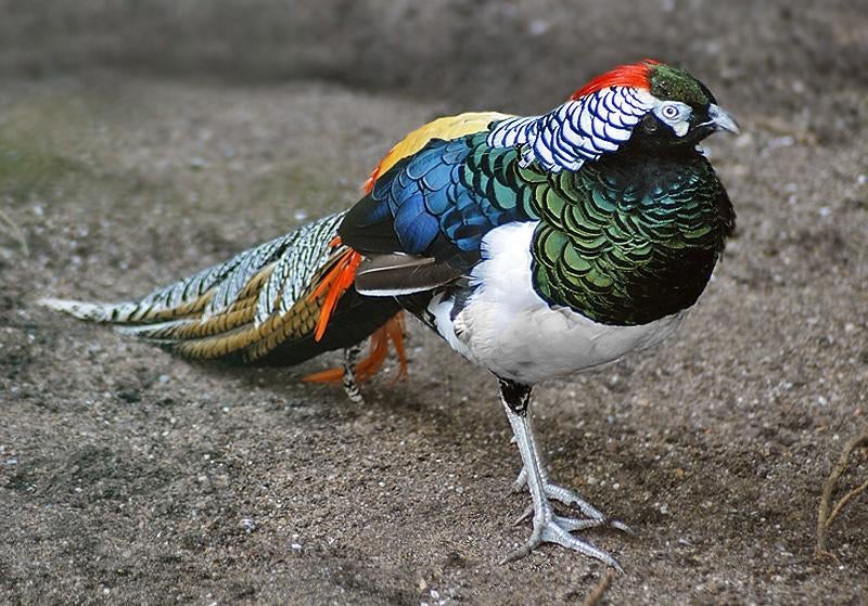 Deskundig advies l Lady Amherst fazant  | prachtige dieren, Dieren en Toebehoren, Pluimvee, Meerdere dieren, Overige soorten