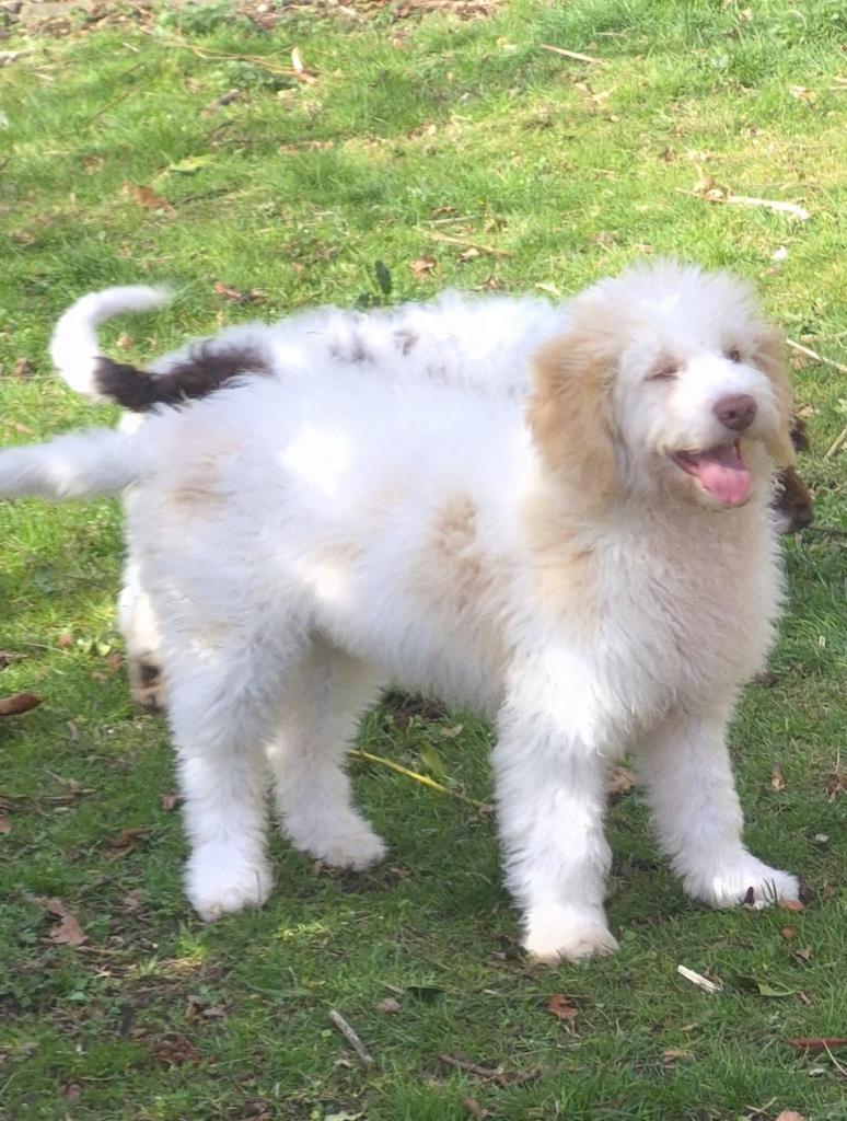 İtaliaanse Waterhond Lagotto Romagnolo Puppys, Dieren en Toebehoren, Honden | Niet-rashonden, België, Fokker | Hobbymatig, 15 weken tot 1 jaar