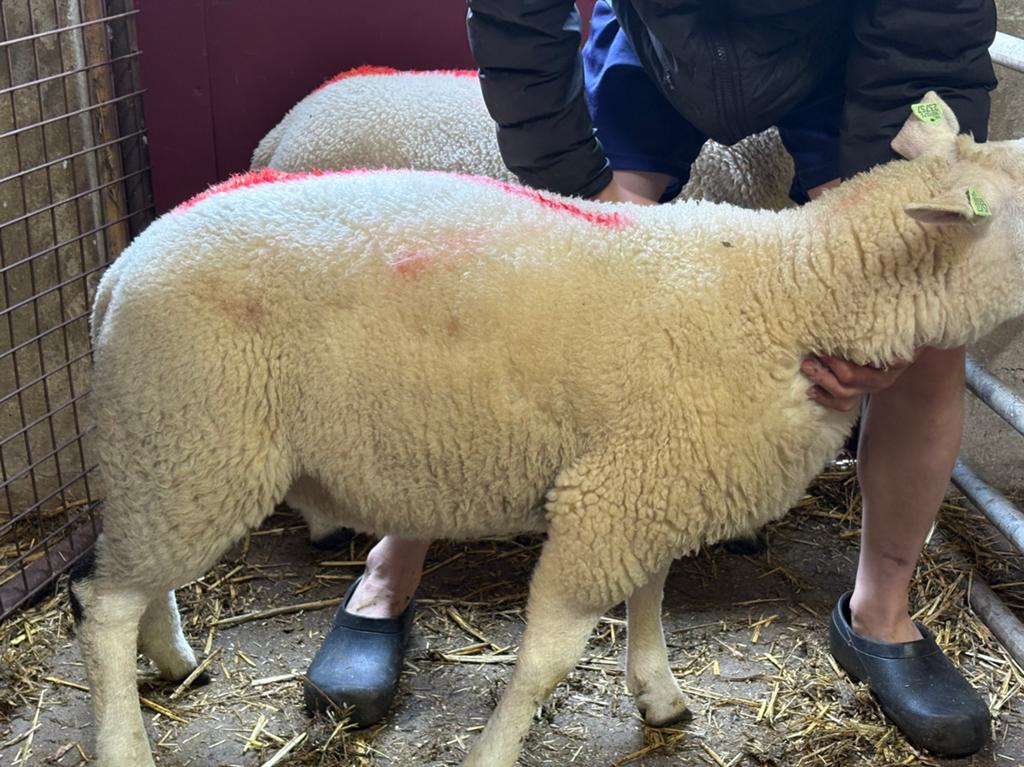Uitzoeken stamboek swifter rammen, Mannelijk, Schaap