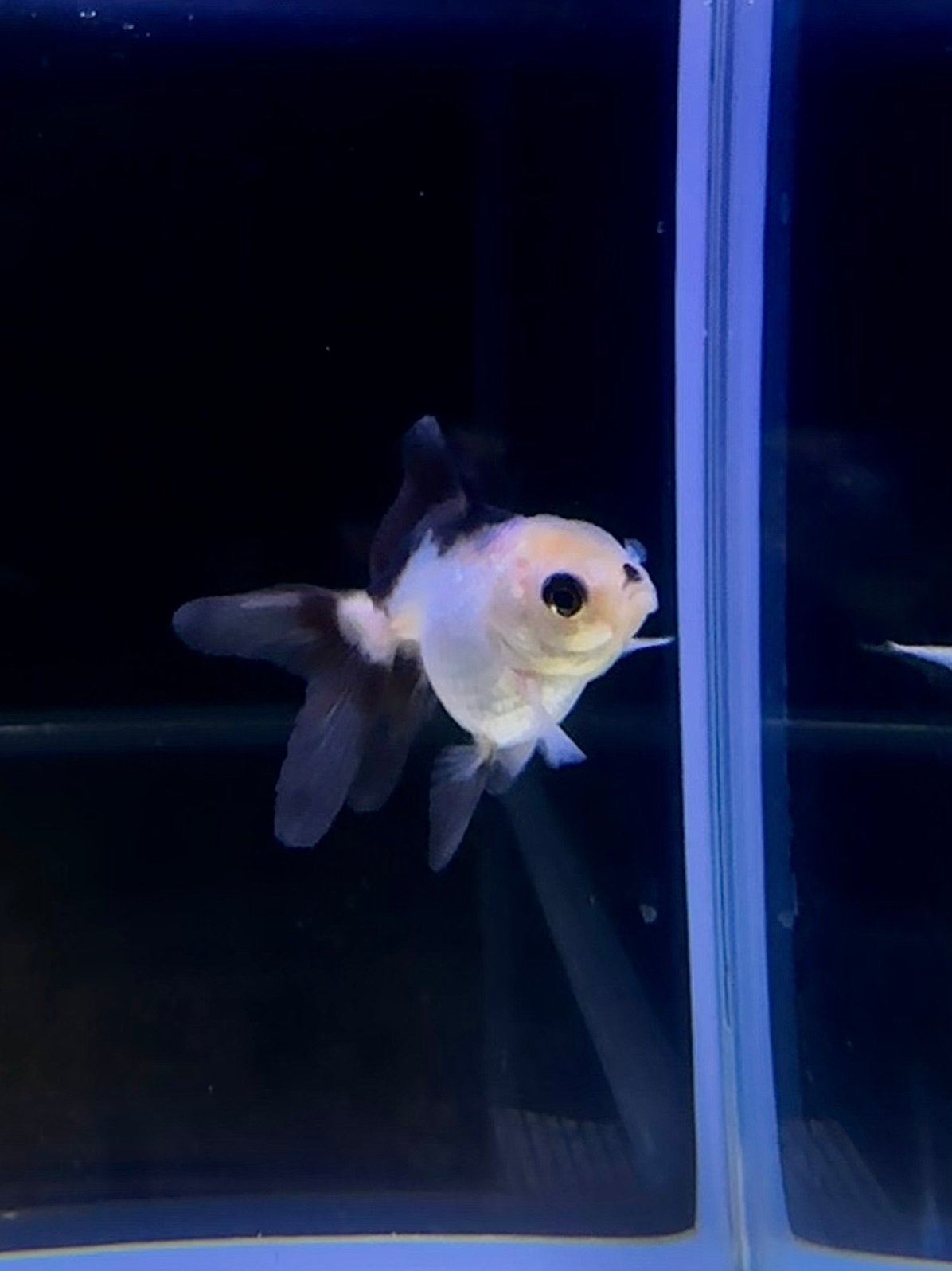 Panda Oranda Goudvis, Dieren en Toebehoren, Vis