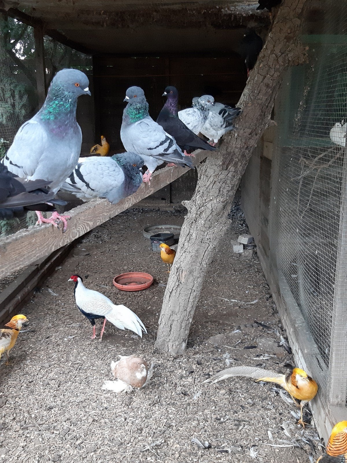 Pauwstaarten-Figurita's-Modena-Vink Duiven-Gelderse Slenken, Meerdere dieren, Overige soorten
