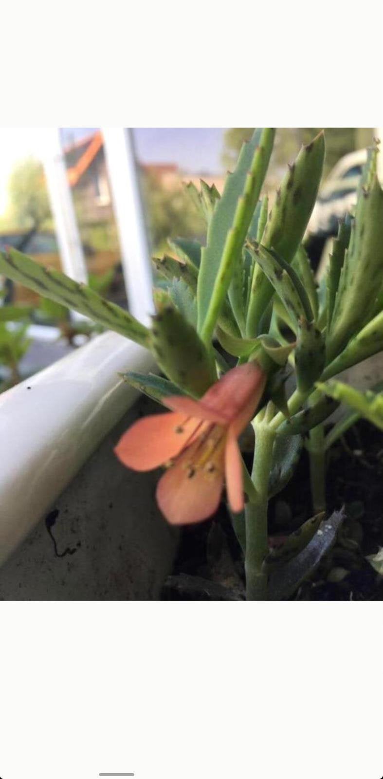Biologische bloeiende planten Kalanchoe de Mallorca, Ophalen, Overige soorten, In pot, Minder dan 100 cm